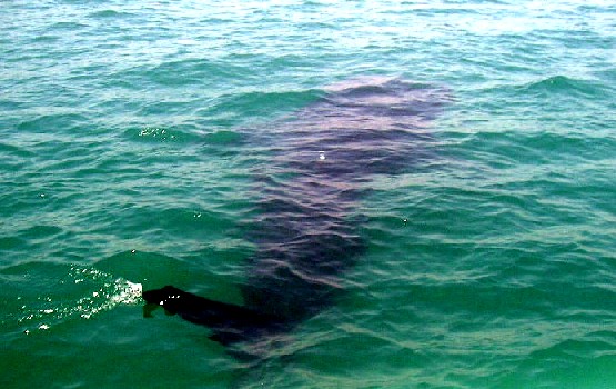 Sorsogon Whale Shark Watching