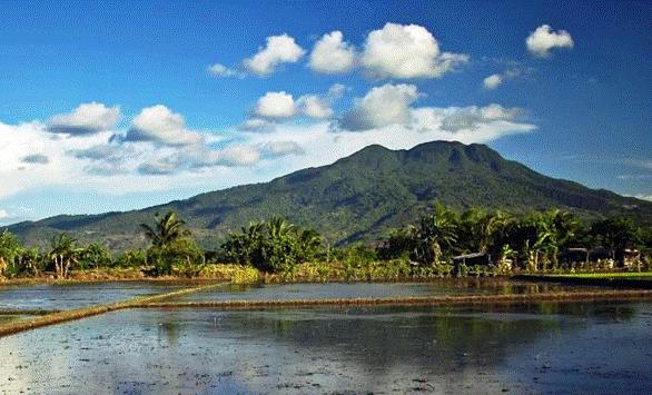 A rice field with a mountain in the background.