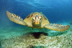Philippine Giant Sea Turtles
