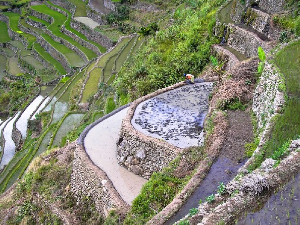 Ifugao Banaue Rice Terraces