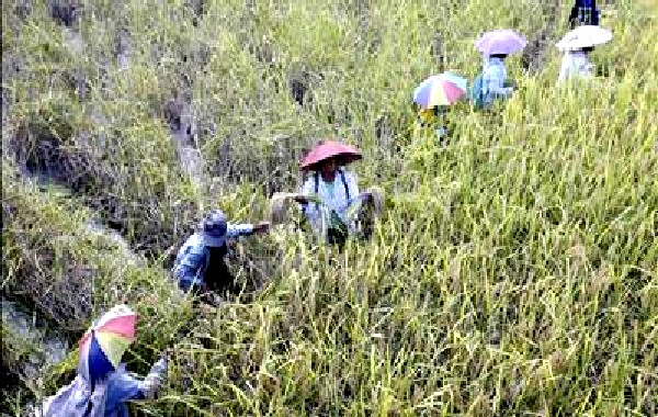 Ifugao harvesting rice