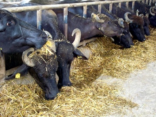 Nueva Ecija Milking Cows