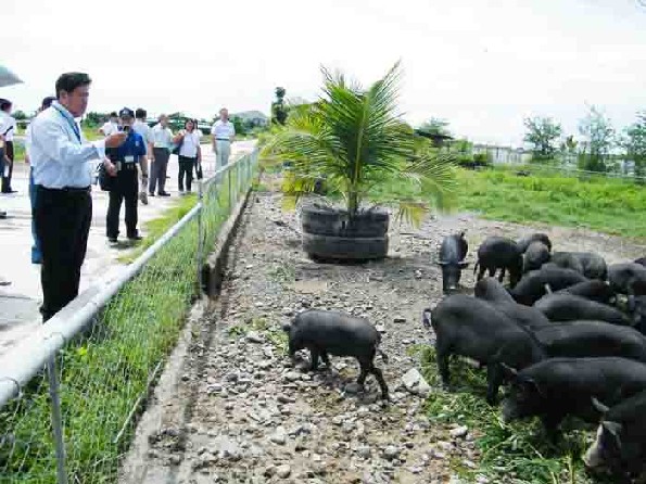 Nueva Ecija pig farm