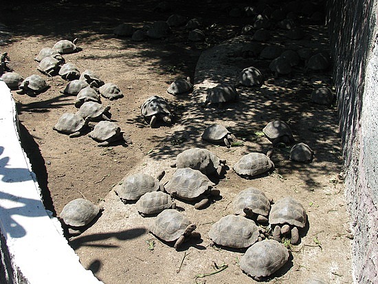Breeding Tortoises in Isabela