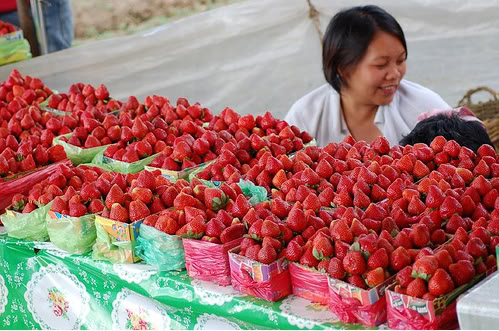 Benguet - Strawberries