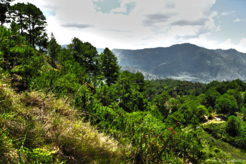 Benguet forest
