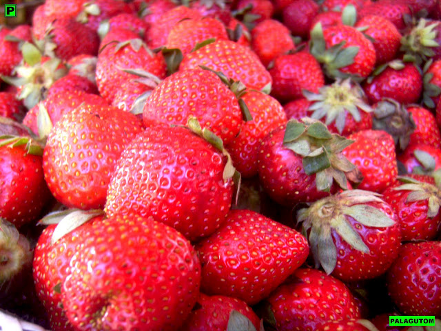 strawberry benguet