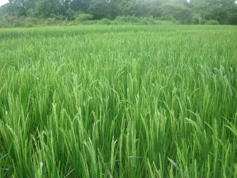 Mayoyao Rice Terraces