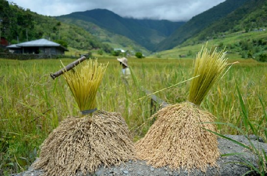 Hungduan Rice Terraces