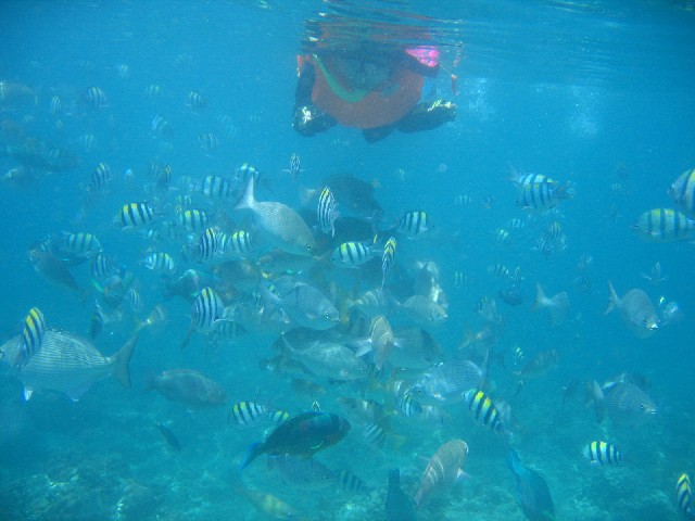 Snorkeling Batangas