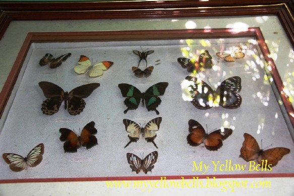 Bulacan Butterfly Haven