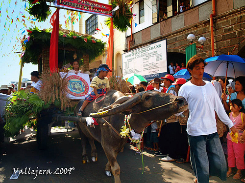 Bulacan Carabao Festival