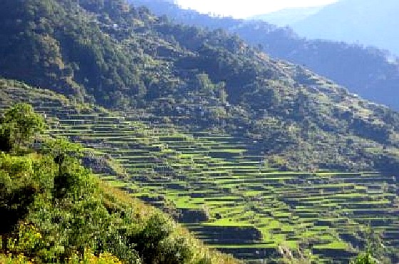 Benguet Palina Rice Terraces