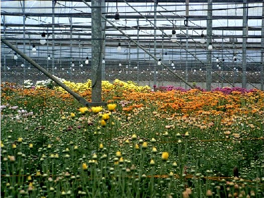 tagaytay flower farm