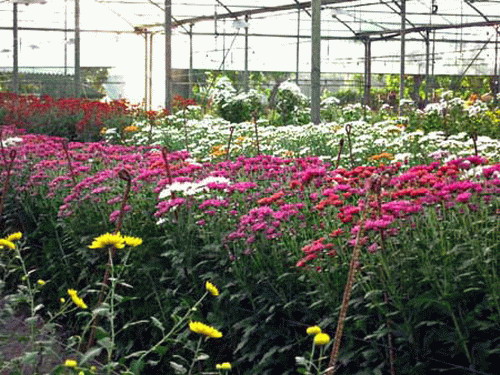 tagaytay flower farm