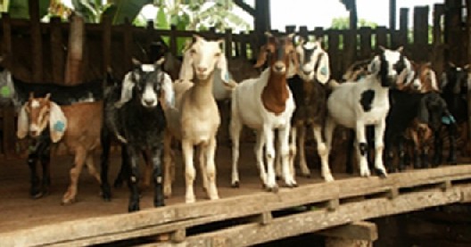 Pangasinan Goat Festival
