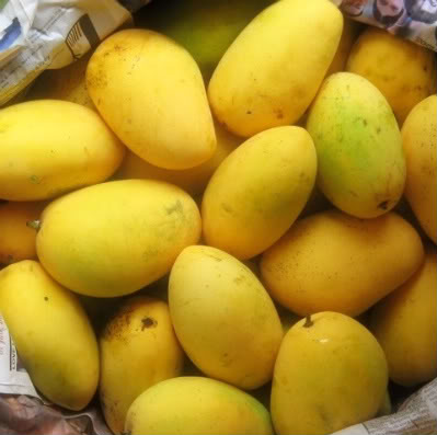 Zambales Mangoes