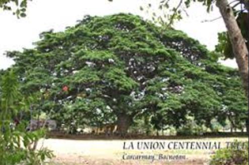 La Union Centennial Tree