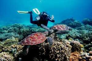 Antique Batabat Coral Reef