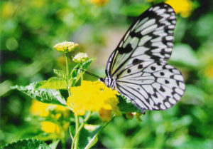 palawan-butterfly-garden