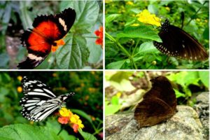 palawan-butterfly-garden2