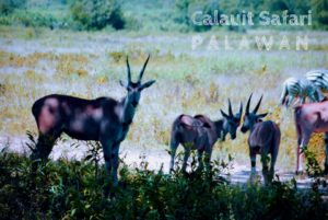 palawan-calauit-sanctuary3