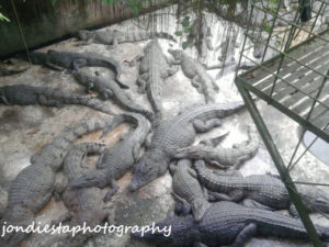 palawan-crocodile-farm